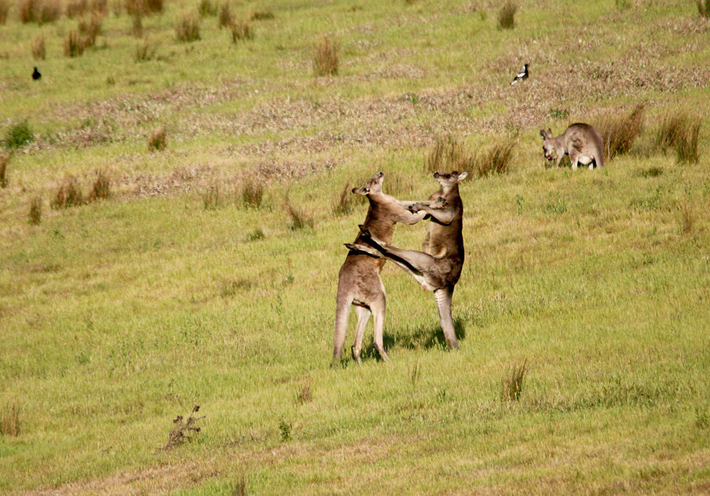 1000x699, 260 Kb / кенгуру, бокс