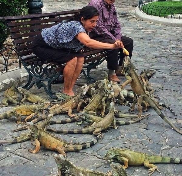 600x583, 86 Kb / женщина, скамейка, ящерицы, игуаны, кормёжка