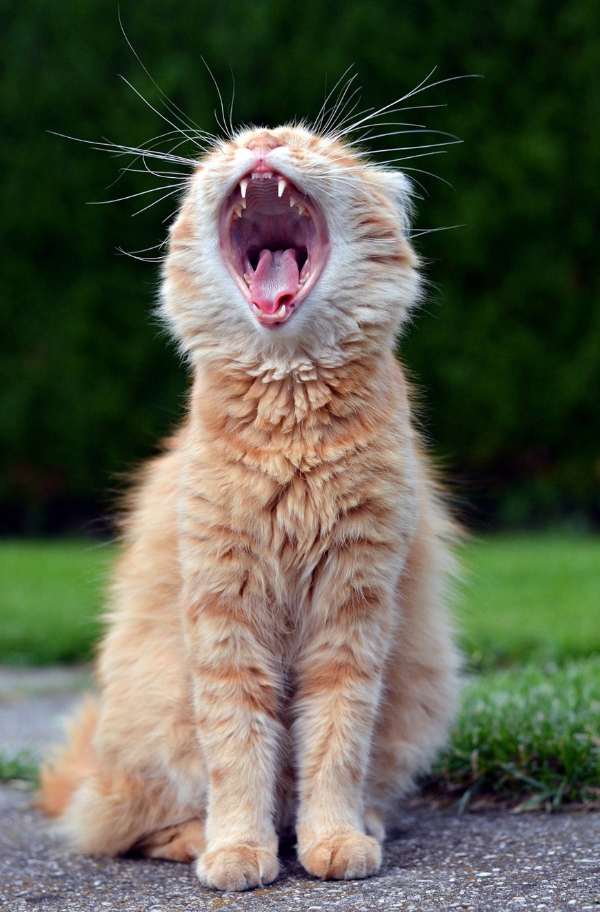 870x1323, 327 Kb / кот, пасть, зубы, рыжий