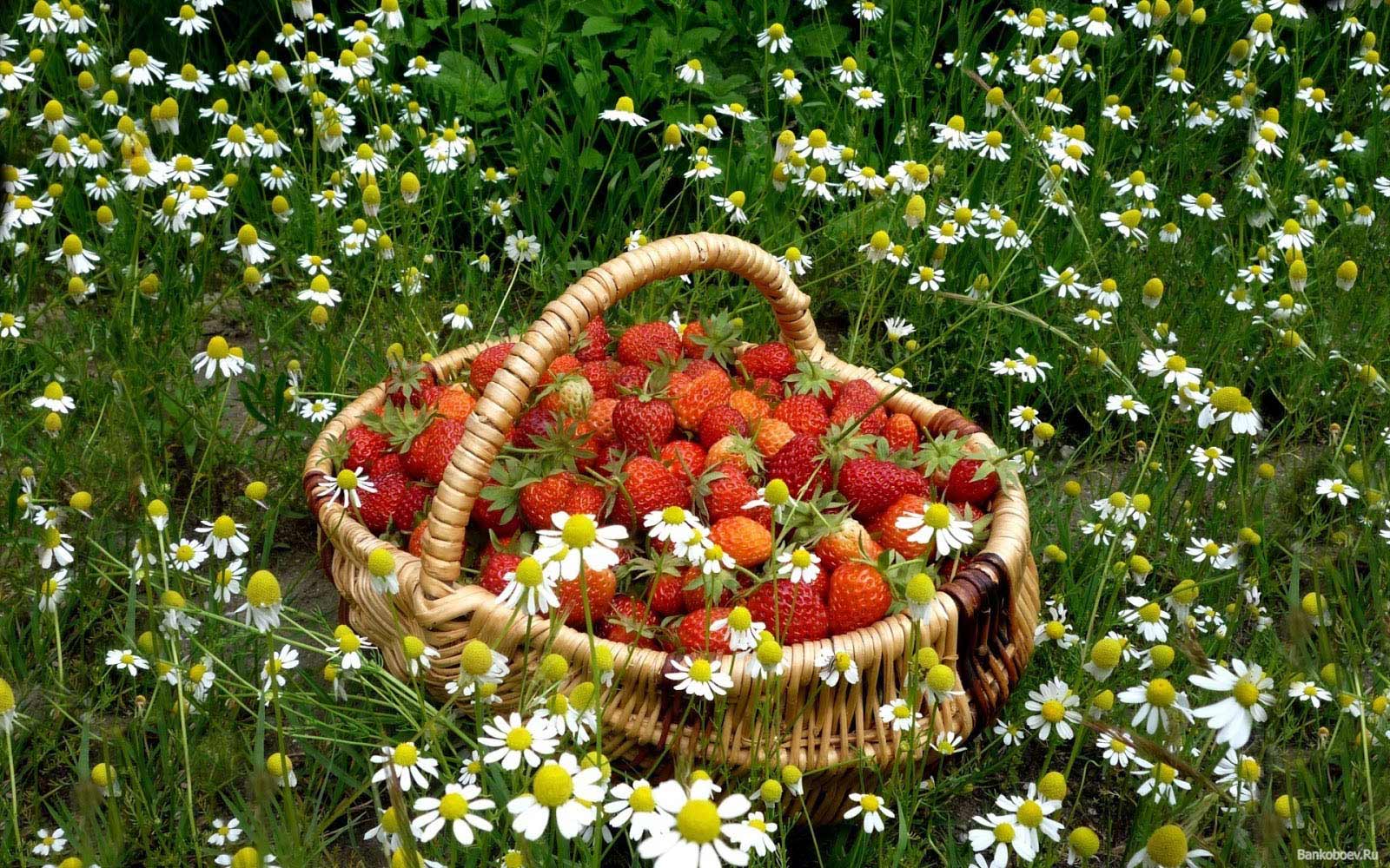 1600x1000, 327 Kb / ромашки, корзина, клубника, зелёный