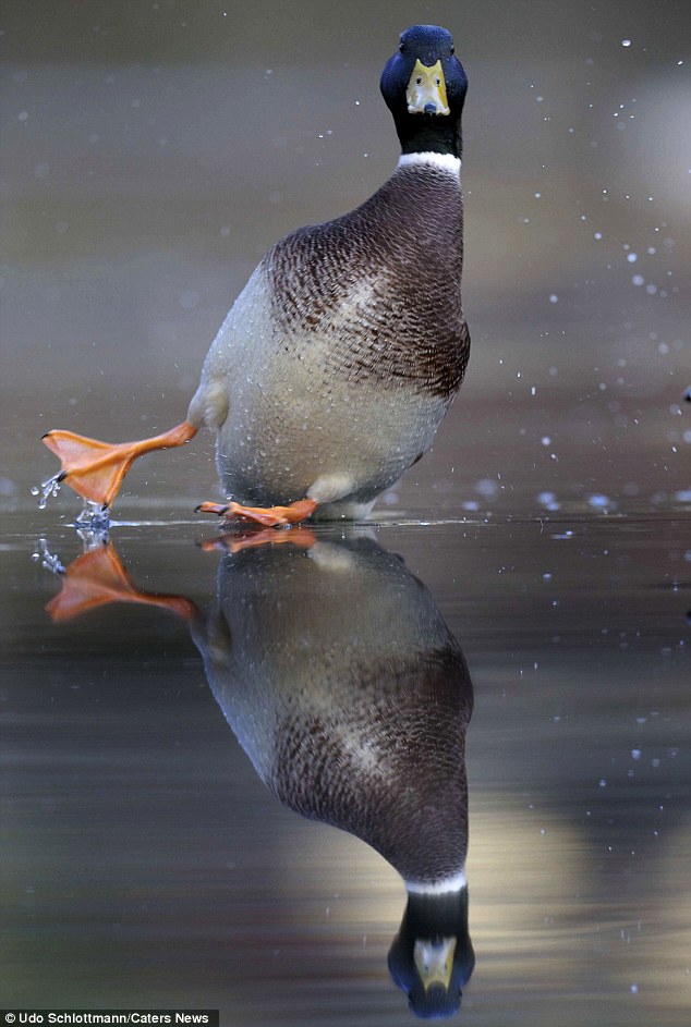 634x943, 110 Kb / Селезень, вода, утка, отражение