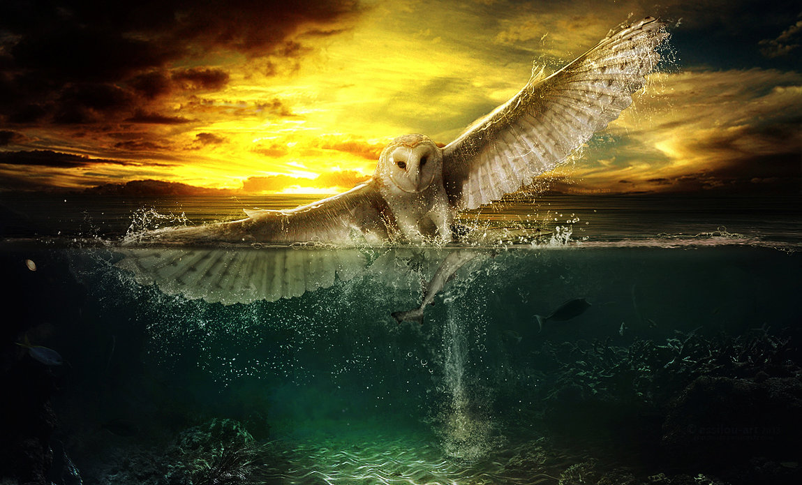 1149x695, 215 Kb / сова, рыба