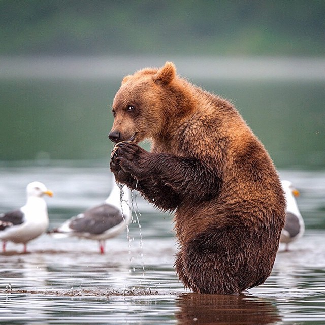 640x640, 111 Kb / медведь, вода, чайка