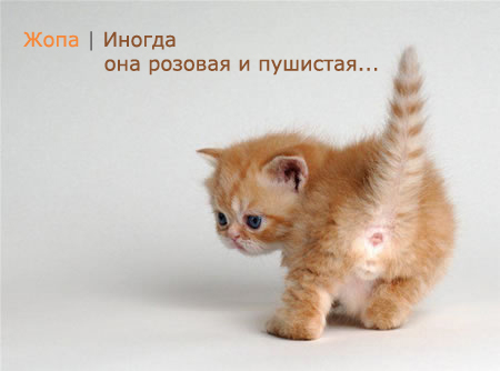 450x334, 115 Kb / котёнок, жопа