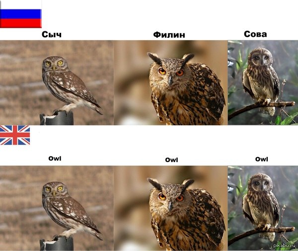 600x505, 63 Kb / сова, перевод, сыч, филин