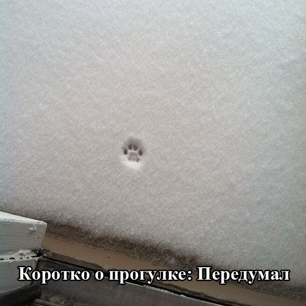 600x600, 125 Kb / снег, след