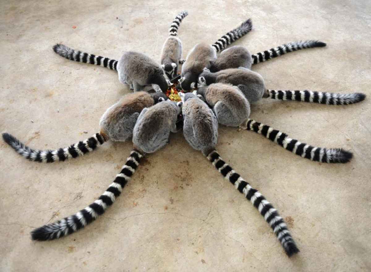 1200x880, 77 Kb / лемуры, хвосты, полоски