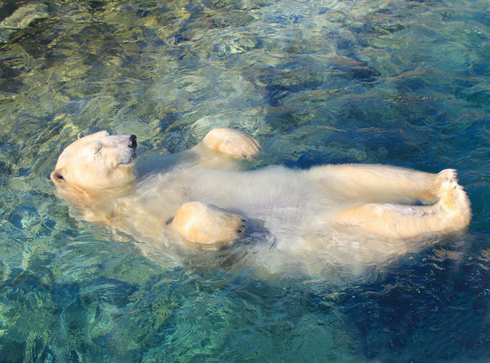 1000x742, 211 Kb / медведь, белый, вода, полярный, купание, кайф
