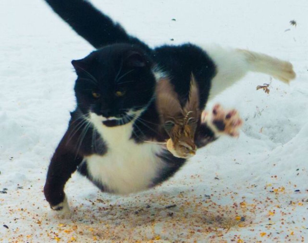 1200x947, 119 Kb / кот, птица