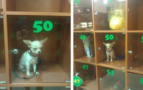 600x377, 49 Kb / Собака, ячейка, 50