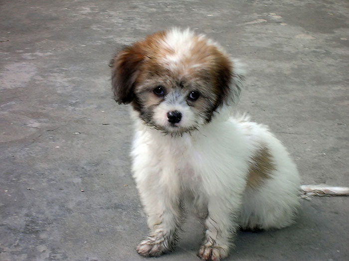 700x524, 86 Kb / сева, щенок