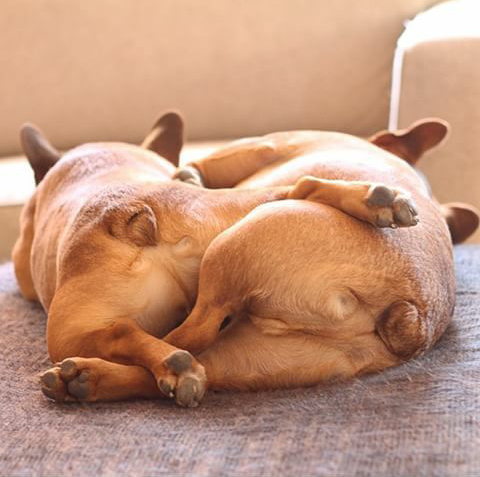 480x477, 128 Kb / собака, жопа