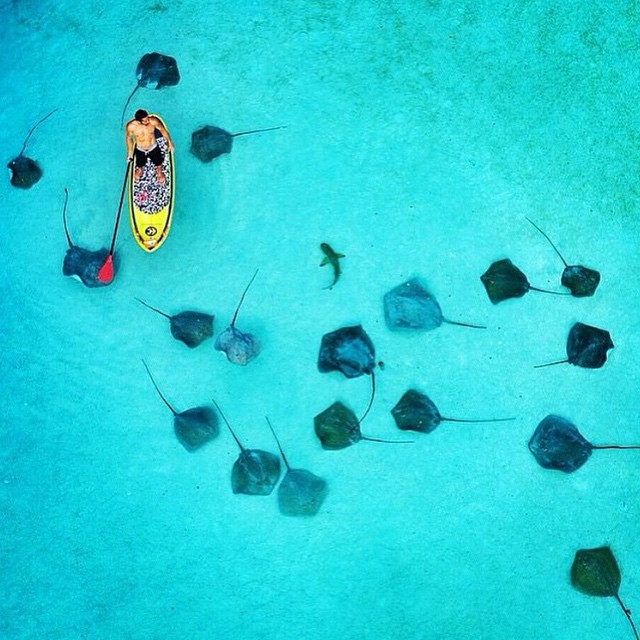 640x640, 102 Kb / скат, акула, лодка, вода