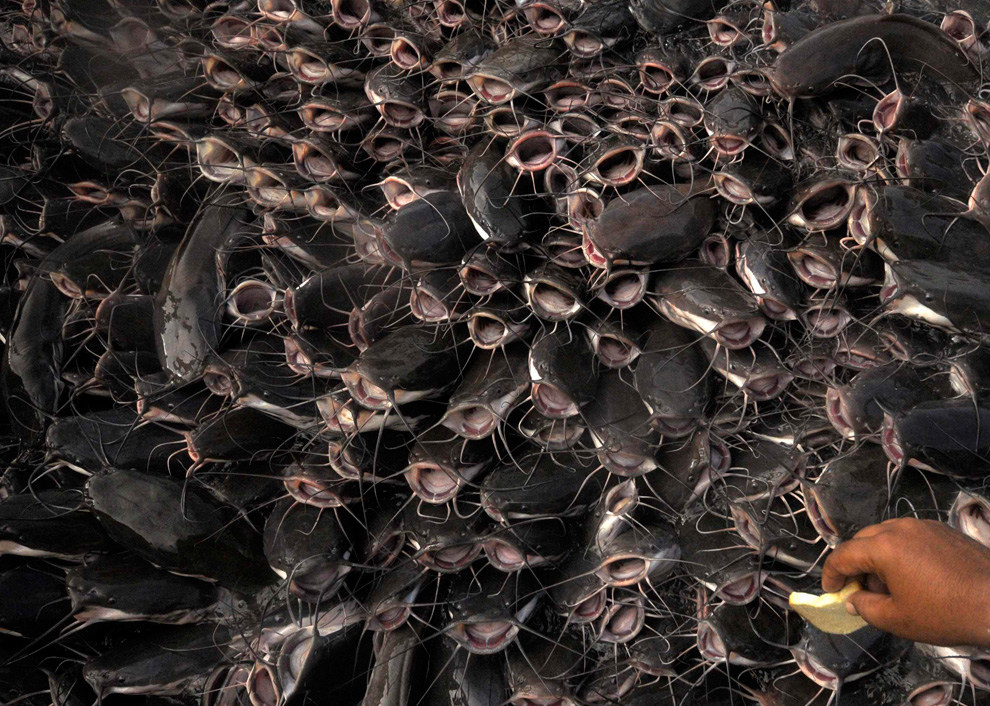 990x706, 287 Kb / сомики, рыбы, пасть, рука, корм