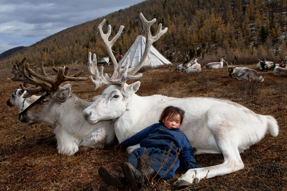 1200x797, 331 Kb / ребенок, олени
