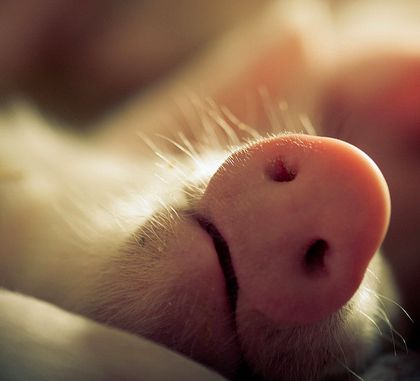 420x381, 16 Kb / нос, пятак, спит, свинья