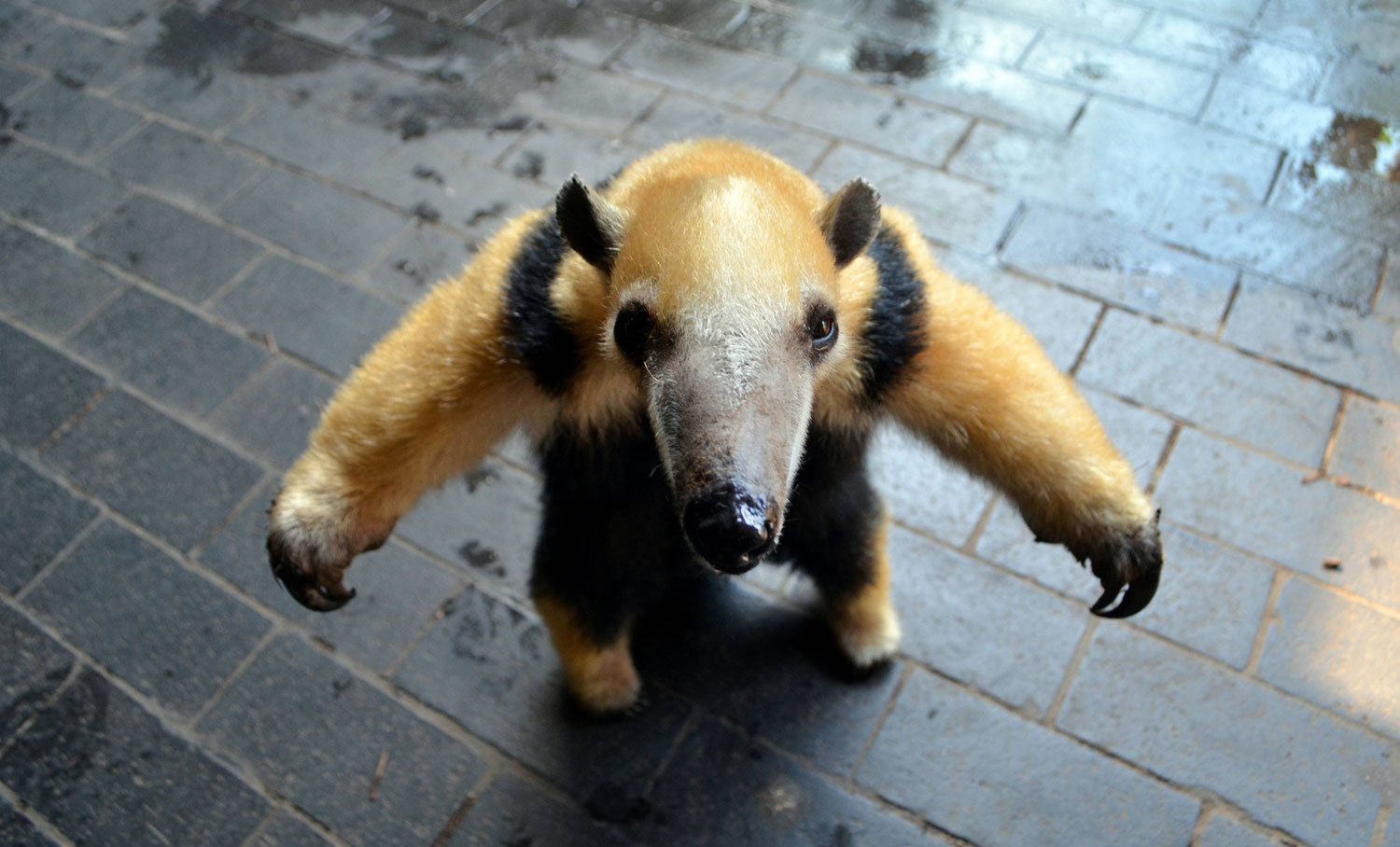 1500x908, 190 Kb / муравьед