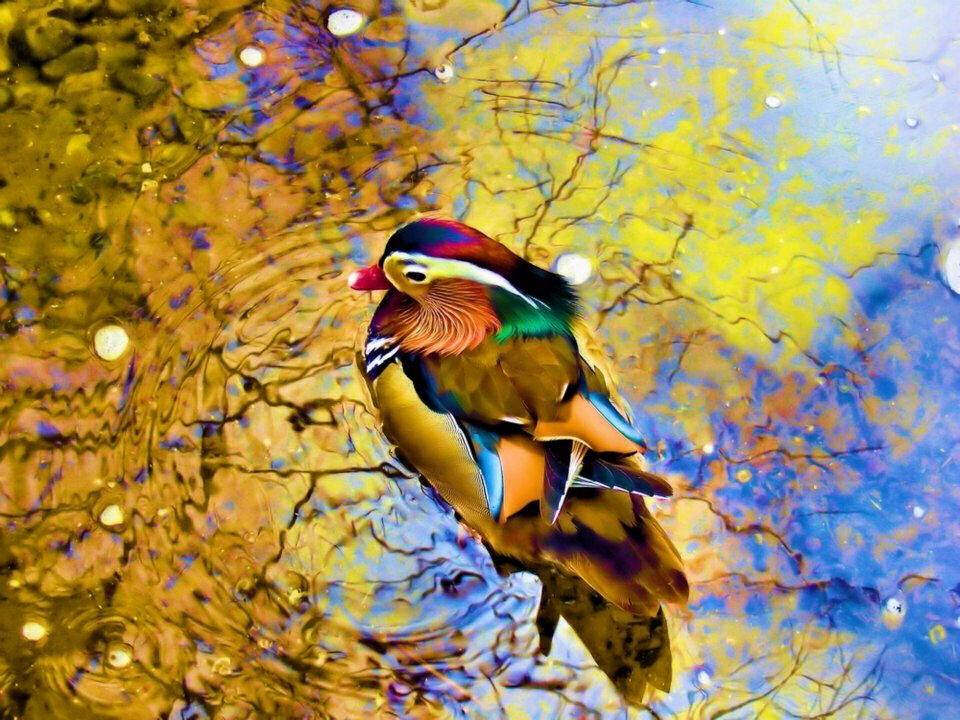 960x720, 124 Kb / утка, мандаринка, вода, отражение