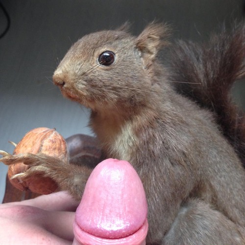 500x499, 65 Kb / белка, орех, хуй