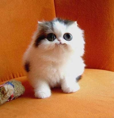 400x413, 21 Kb / кот, глаза