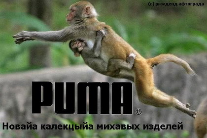 420x279, 36 Kb / puma