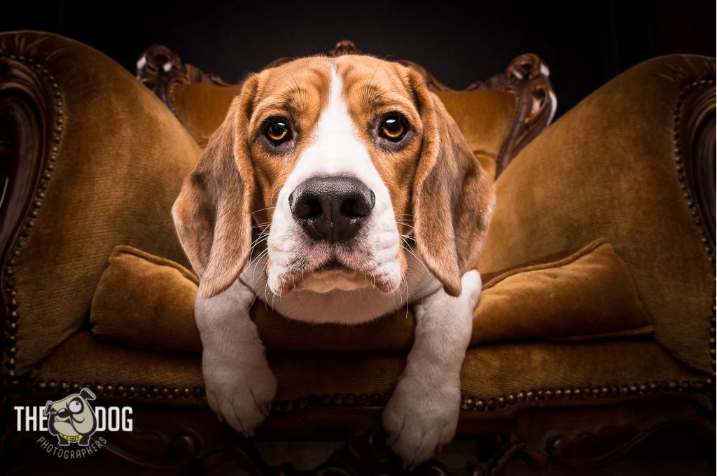 1024x680, 101 Kb / собака, взгляд, кресло