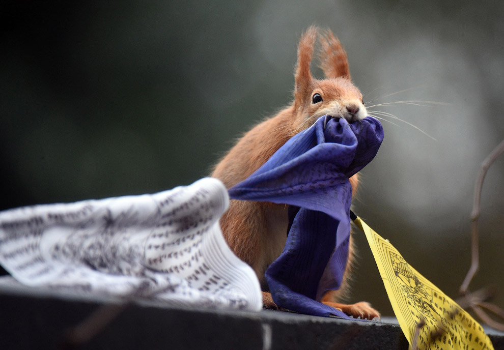 990x688, 122 Kb / белка, флажок