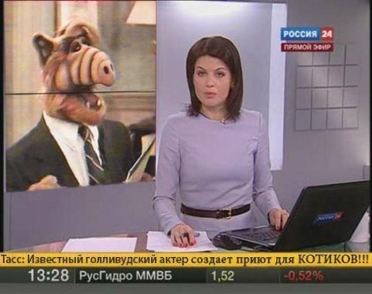 750x593, 49 Kb / Альф, новости, приют, котики