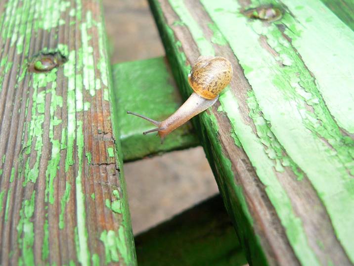 716x537, 51 Kb / улитка, дерево, пропасть, скамейка, невозможное