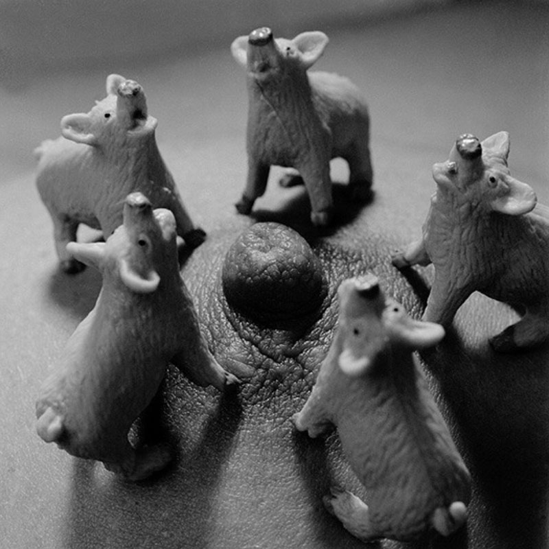 800x800, 107 Kb / свиньи, хрюшки, сосок