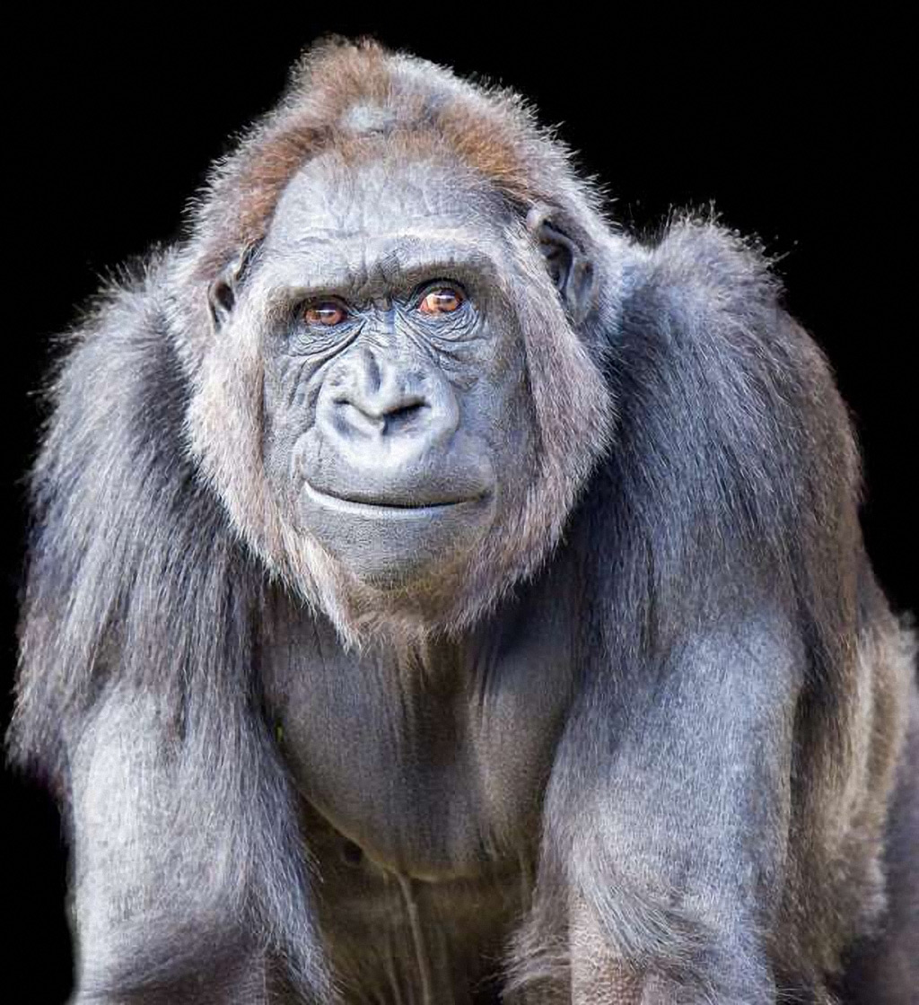 1024x1120, 316 Kb / шимпанзе, обезьяна