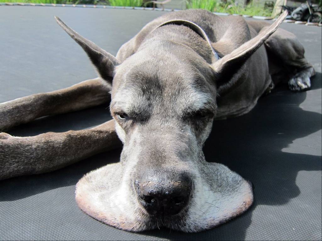 1024x768, 108 Kb / собака, брыли