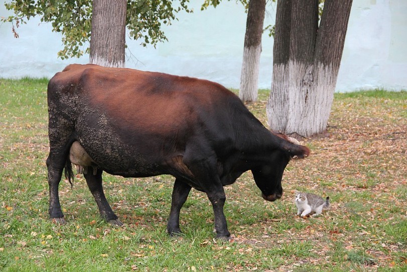 811x541, 167 Kb / кот, корова, листья