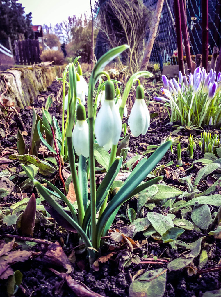 760x1018, 323 Kb / весна, растения, подснежники, цветы