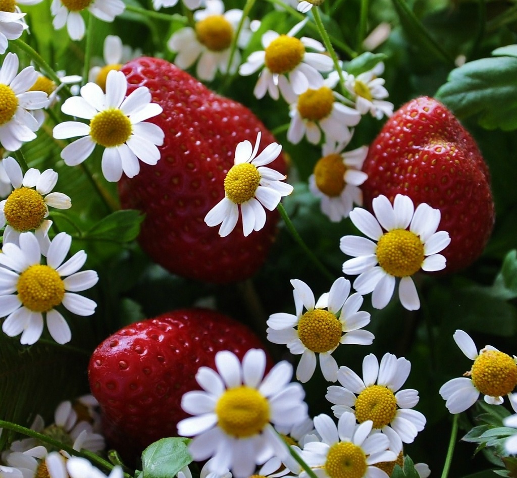 1024x947, 254 Kb / ромашка, клубника