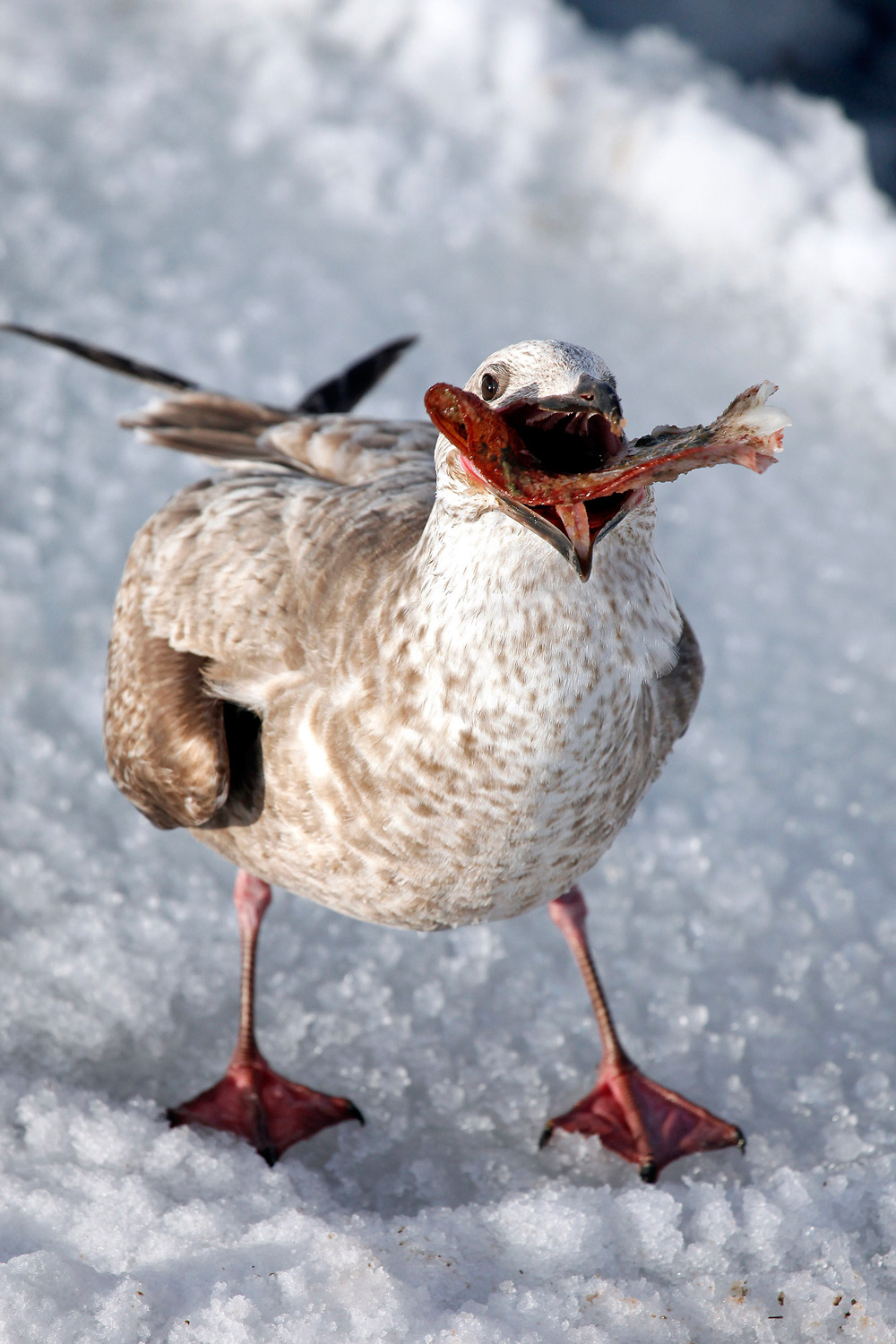 1000x1500, 346 Kb / чайка, рыба, снег