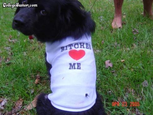 492x369, 34 Kb / собака, суки, сердце, пес, футболка