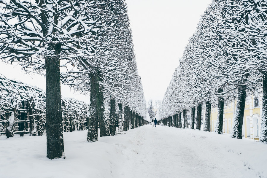 900x600, 252 Kb / питер, снег, зима, аллея, деревья