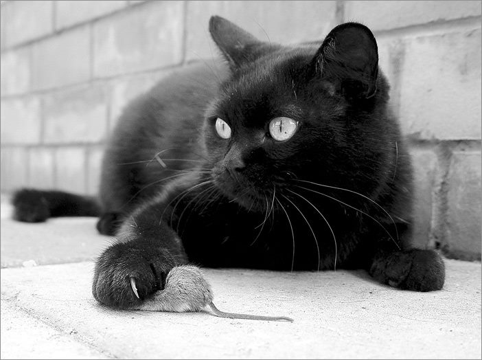 702x524, 56 Kb / котэ, чёрный, мышь, ч/б