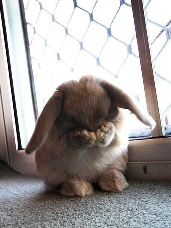 600x800, 137 Kb / Кролик, окно