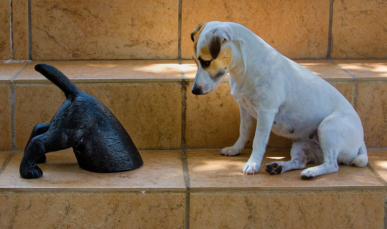 799x472, 123 Kb / собака, ступени, половина