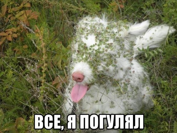 604x454, 74 Kb / собака, трава, язык