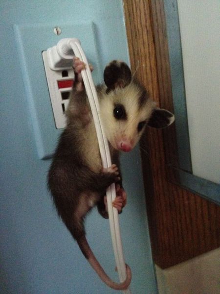 450x600, 36 Kb / опоссум, провод, розетка