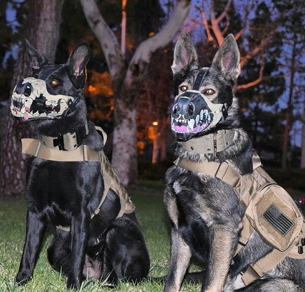 600x575, 104 Kb / Собаки, намордник, овчарка, оскал