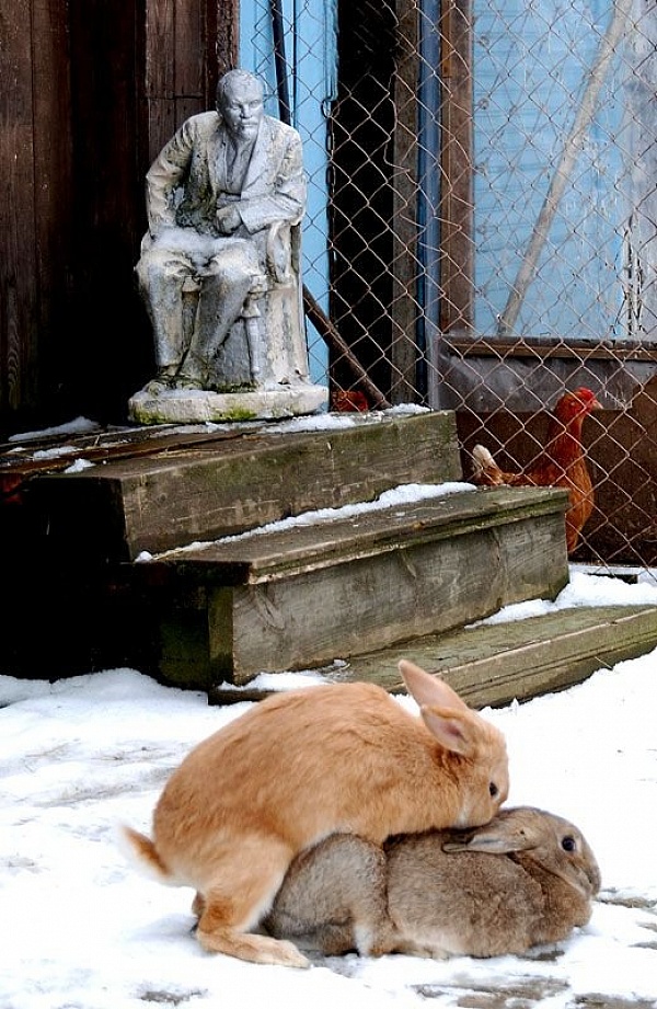 600x921, 248 Kb / курица, ленин, кролики, секс