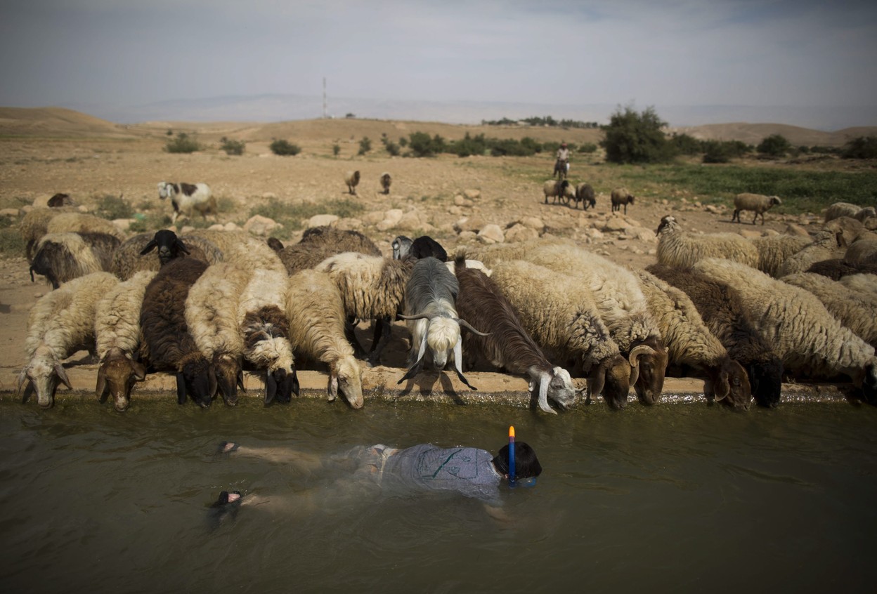 1248x846, 190 Kb / водолаз,  овцы, купание