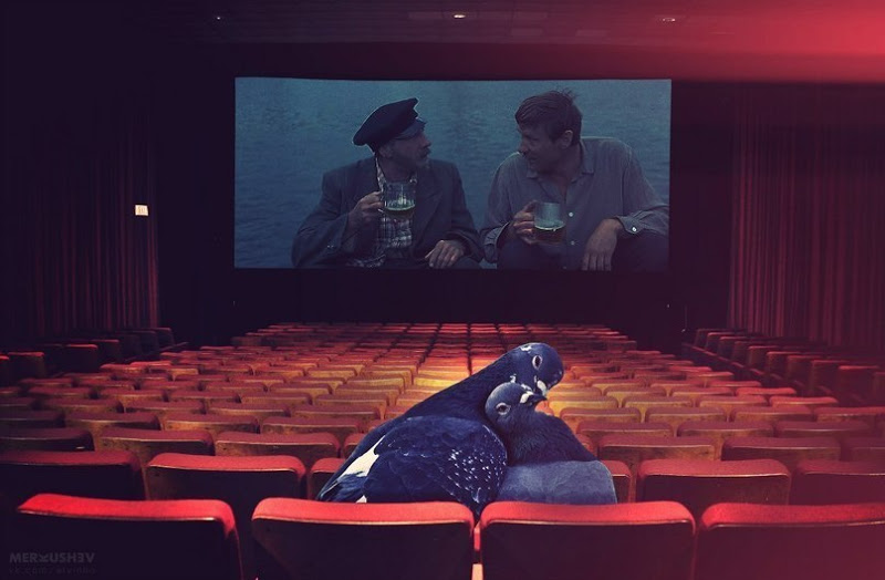 800x524, 73 Kb / Любовь, голуби, кинотеатр, пиво