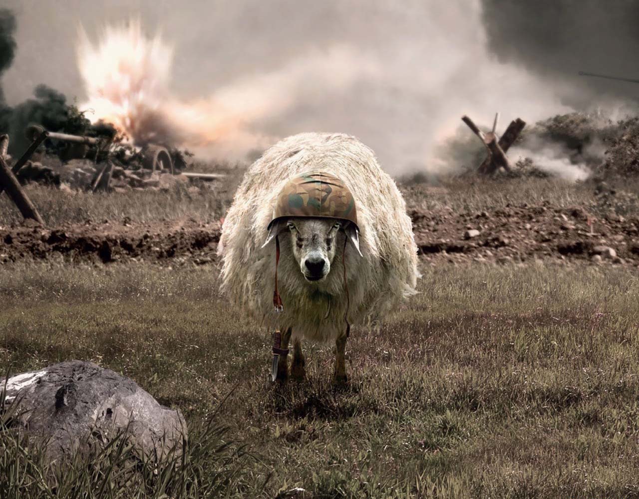 1280x1000, 224 Kb / овца, каска, нож