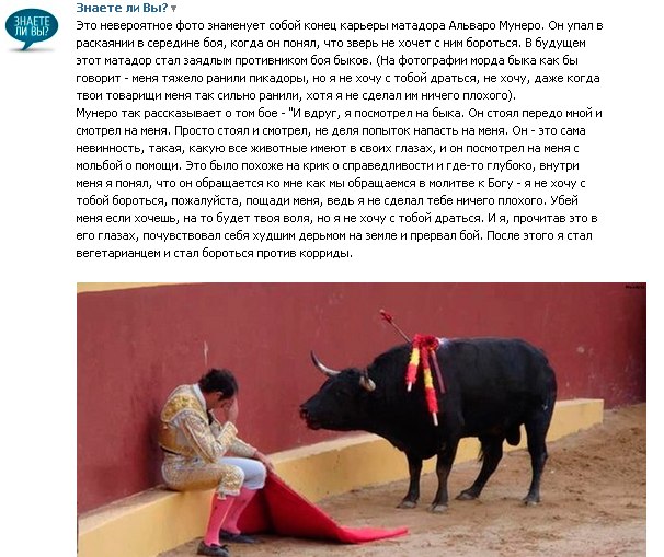 606x509, 100 Kb / бык, тореадор, коррида, фейк