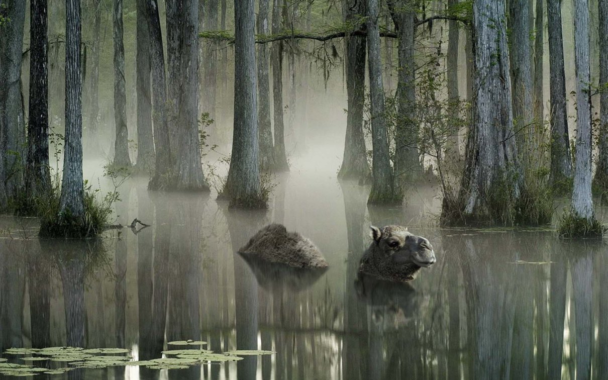 1210x756, 219 Kb / деревья, вода, верблюд, топь